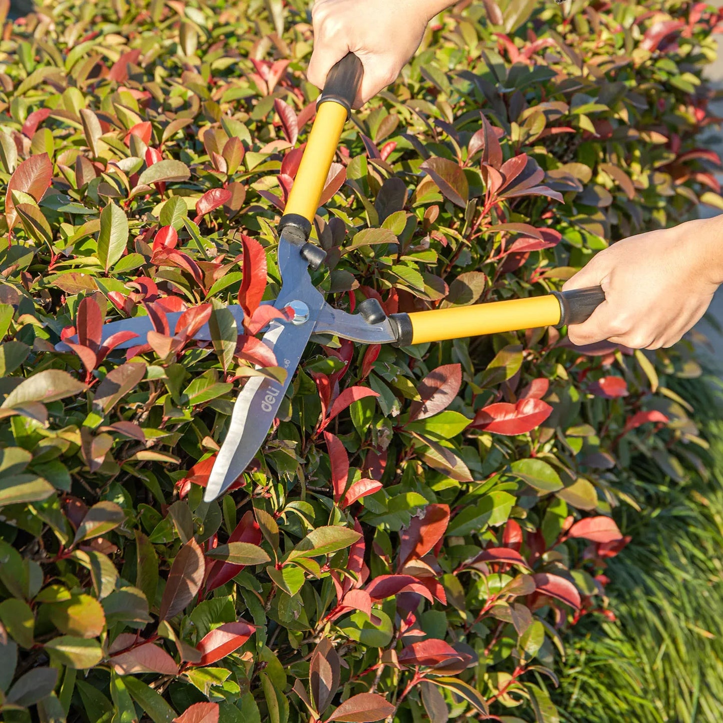 Hands trimming a bush with yellow-handled hedge shears. The foliage is a mix of red and green leaves, with sunlight casting a warm glow on the vibrant garden scene.