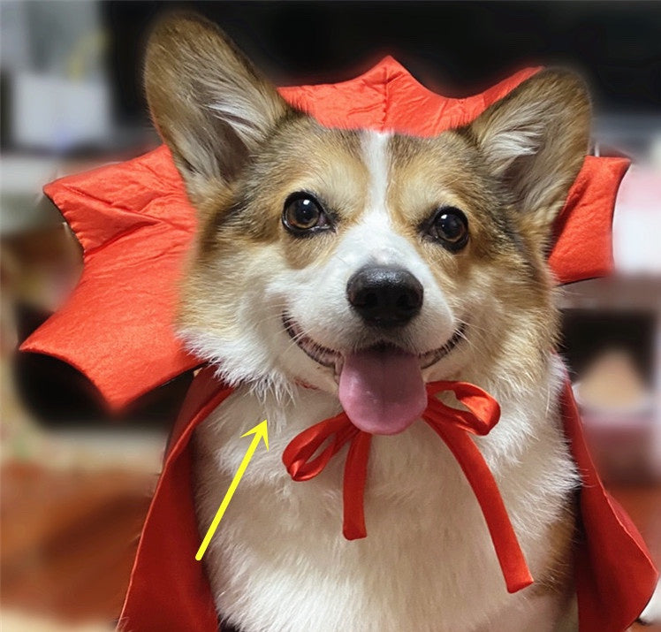 A happy corgi wearing a red costume with a bow, featuring pointed ears and a playful expression, sitting indoors. A yellow arrow points at the red collar.