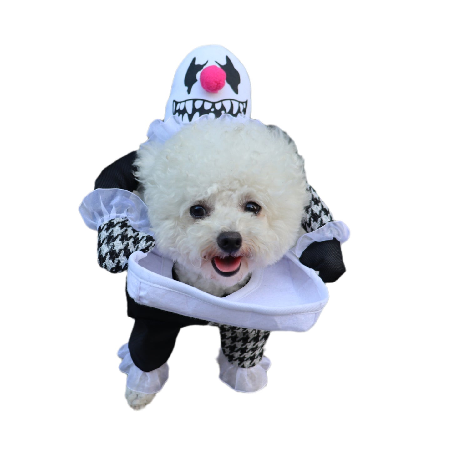 Fluffy white dog dressed in a black-and-white clown costume with a playful pink-nosed ghost figure on its back, standing on a white background, looking cheerful.