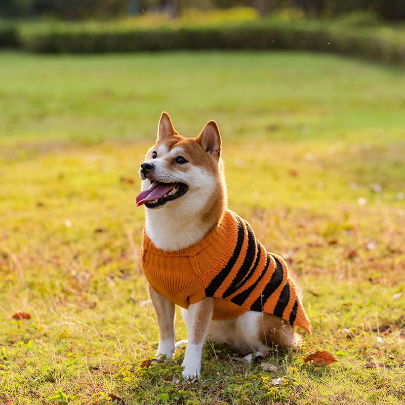 A Shiba Inu wearing an orange and black striped sweater sits on grassy ground, with its mouth open and tongue out, basking in the warm sunlight.