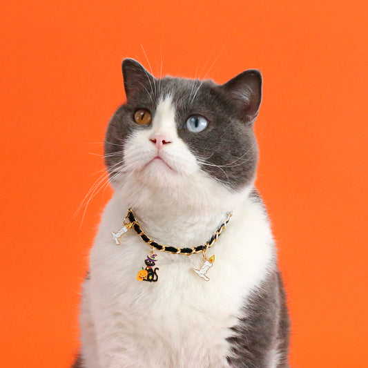 Gray and white cat with mismatched eyes wears a black collar adorned with Halloween charms, including a pumpkin and cat, against a bright orange background.