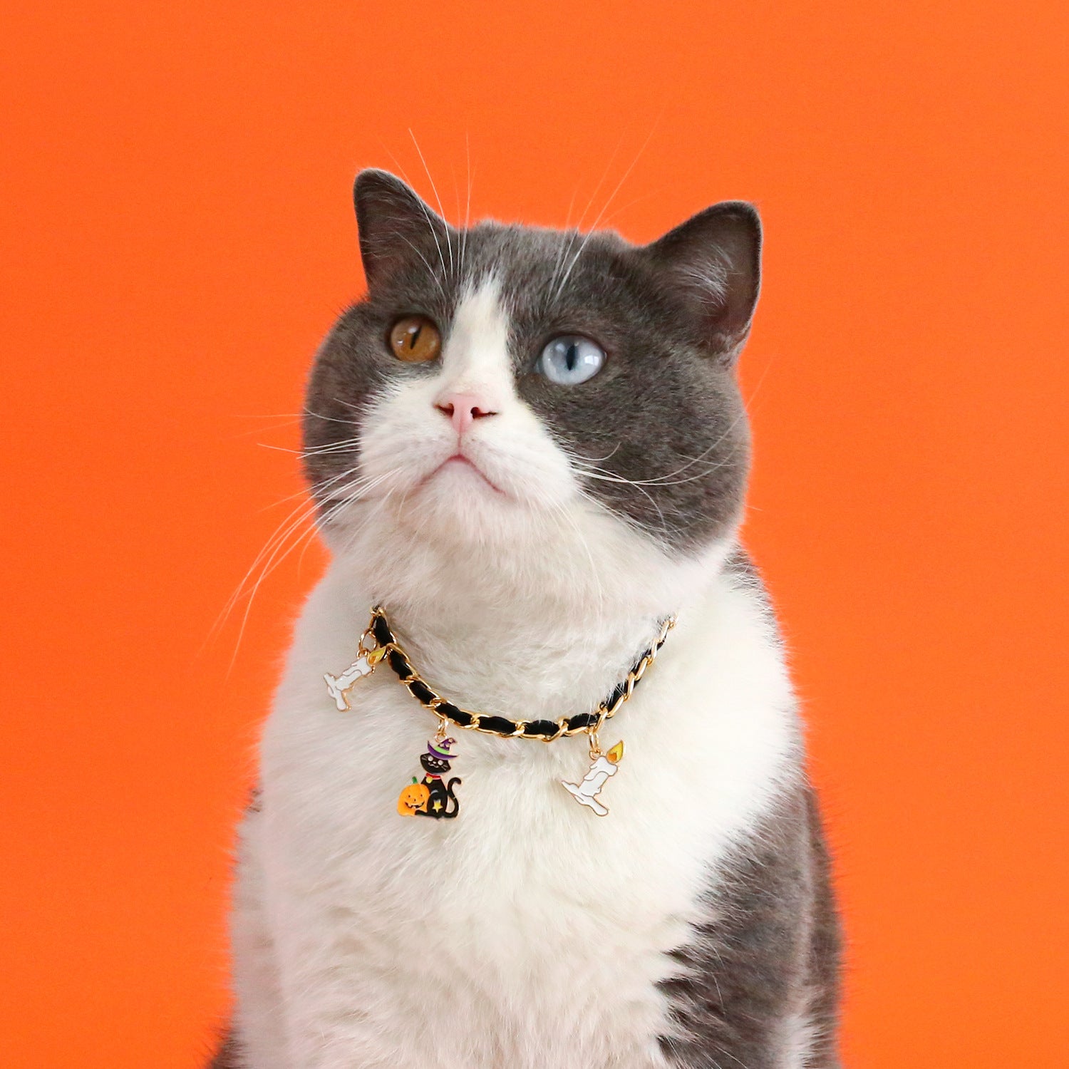 Gray and white cat with heterochromia, wearing a black and gold chain necklace with Halloween-themed charms, against a bright orange background.