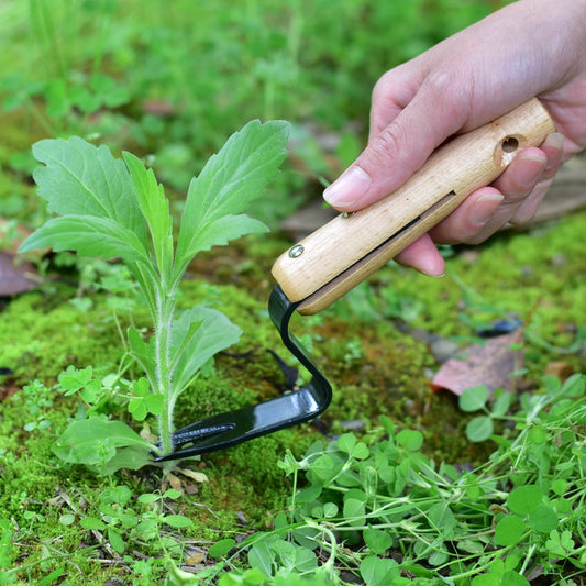 A hand uses a wooden-handled gardening tool to lift a small plant from mossy ground, surrounded by green foliage.