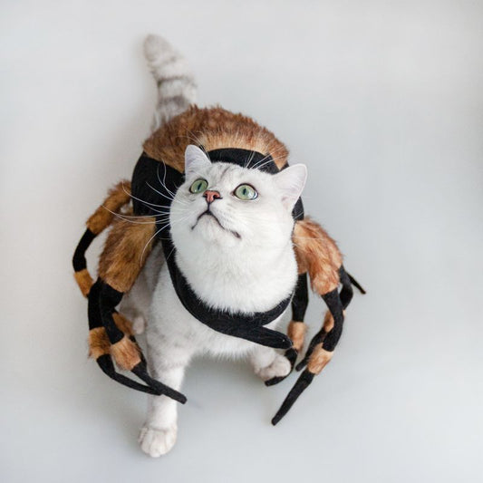 A white cat with green eyes wears a spider costume with brown and orange striped legs, looking upwards, set against a neutral background.