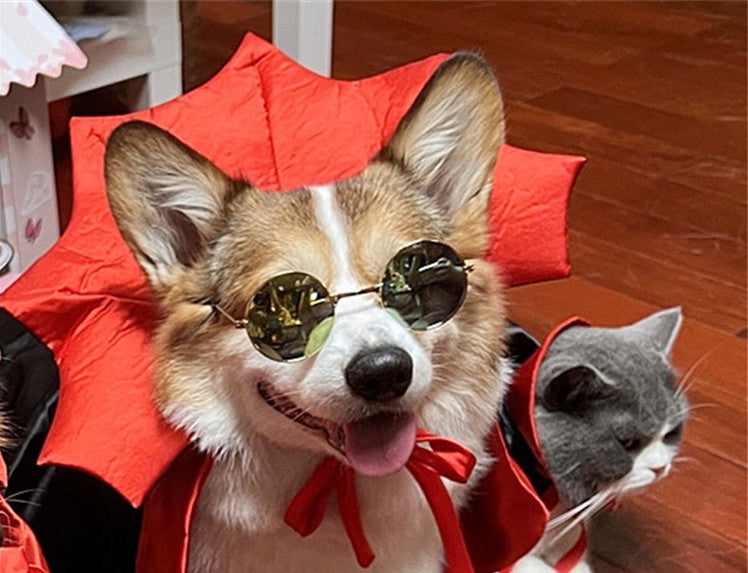 A corgi wears sunglasses and a red Dracula cape with a popped collar, next to a cat in a matching cape, both sitting on a wooden floor.