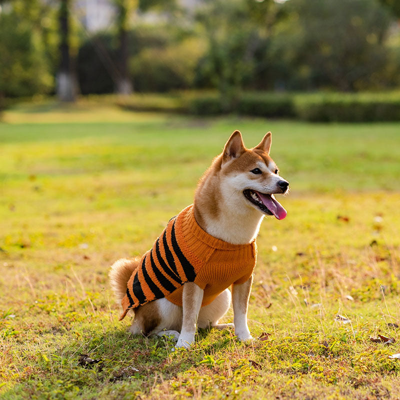 Shiba Inu wearing an orange and black striped sweater sits on green grass in a sunny park, looking to the side with its tongue out.