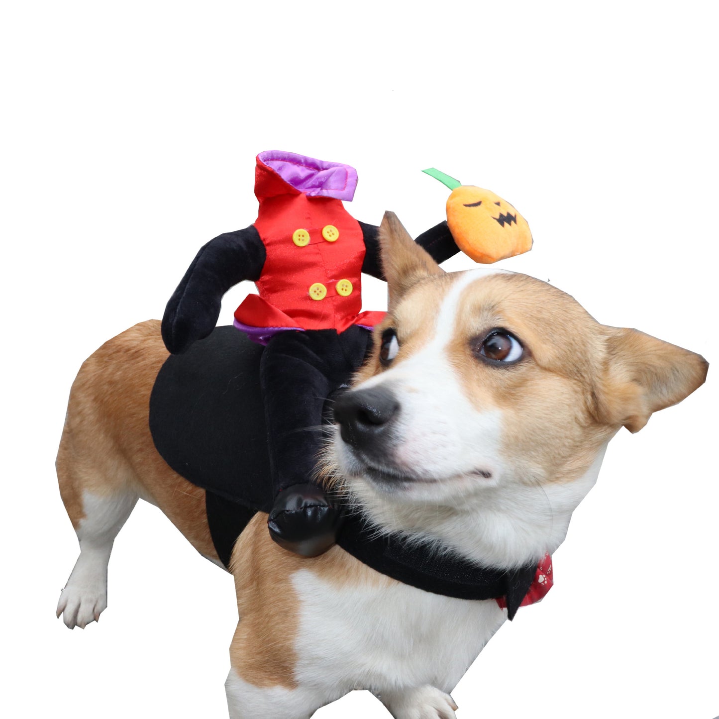 Corgi dressed in a Halloween costume featuring a headless horseman with a pumpkin head. The plush rider sits on the dog's back, wearing a red and black outfit.