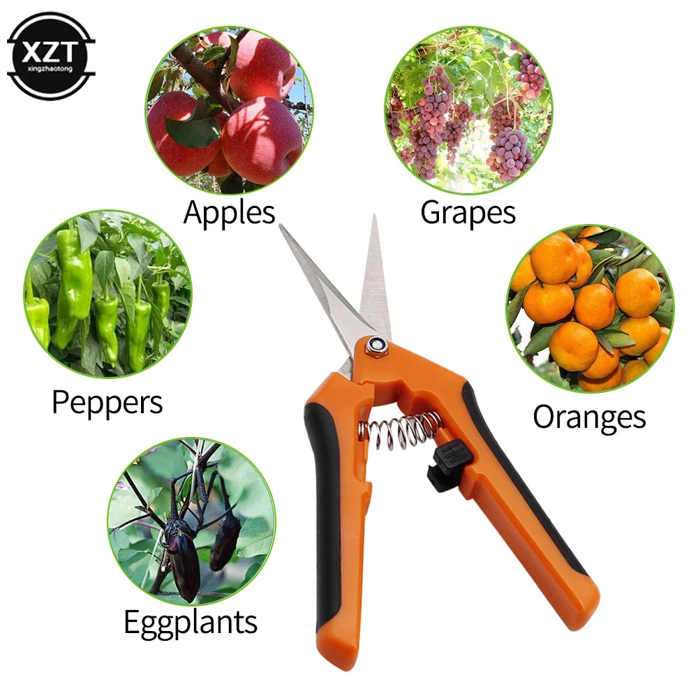 Orange garden shears are in the center surrounded by images of apples, grapes, oranges, peppers, and eggplants, suggesting their use for harvesting these fruits and vegetables.