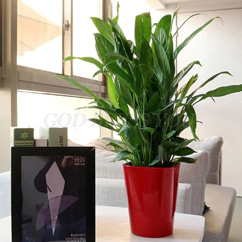 A lush green plant in a red pot on a coffee table, beside a framed artwork and small boxes, with natural light streaming through a nearby window in a modern living room.