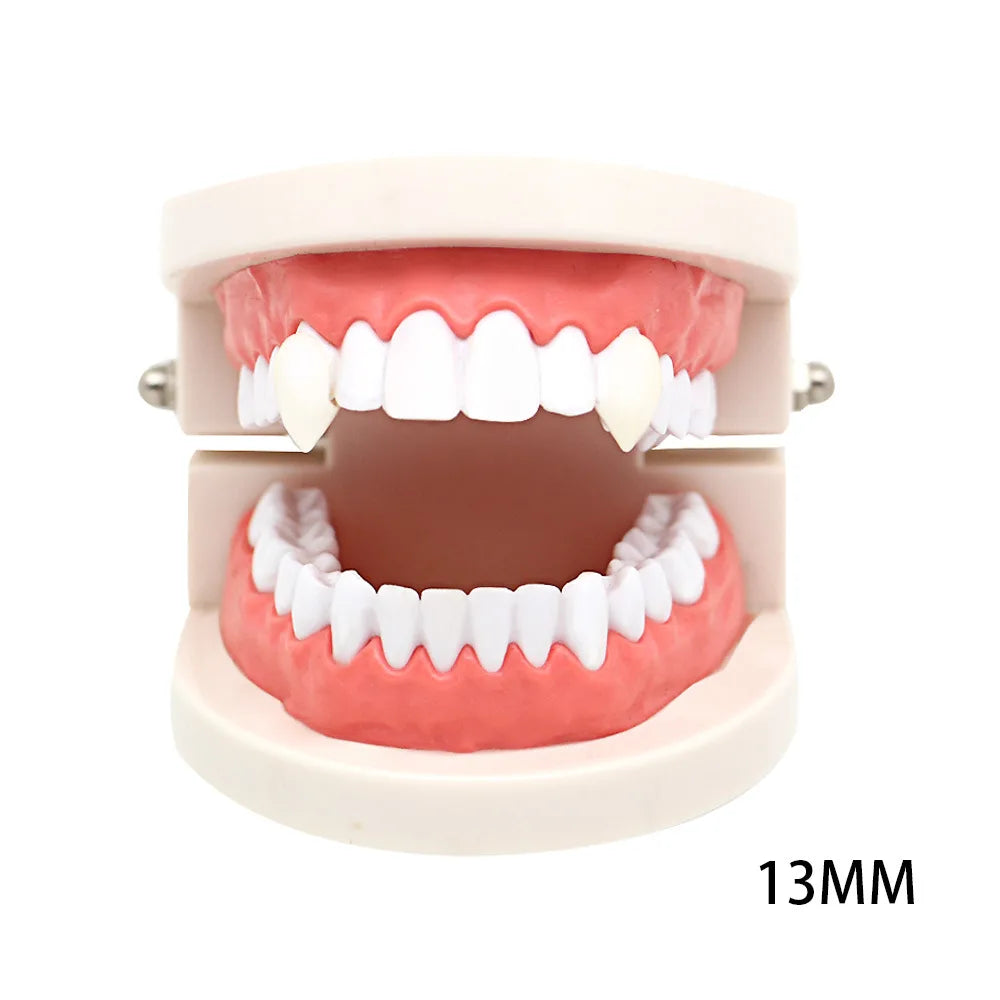 Plastic model of human teeth with exaggerated vampire fangs, upper jaw displaying two long canines. Measurement label reads "13MM."