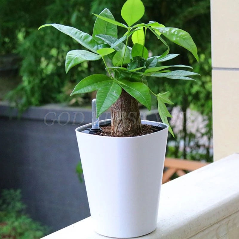 A green money tree plant in a white pot sits on a ledge, surrounded by a lush outdoor setting. Leaves are vibrant, and a small watering device is visible in the soil.