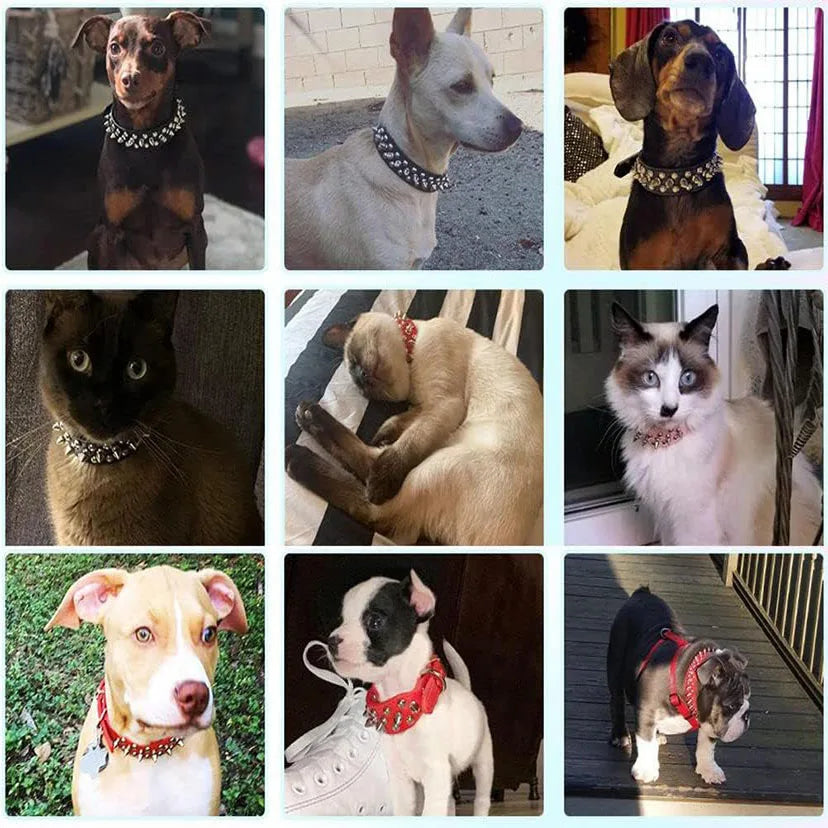 Pet Rivets Bite-Resistant Collar & Leash Set