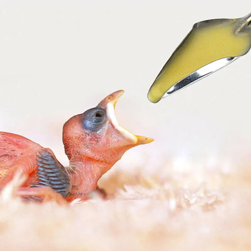 A small, featherless baby bird with an open mouth is being fed with a spoon containing a yellowish liquid. The bird lies on a soft, fluffy surface.