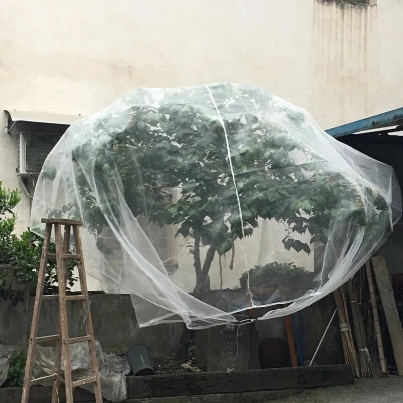 Tree in a courtyard covered with a large protective net to preserve its leaves and fruit. A wooden ladder stands nearby, and gardening tools are visible against a plain wall.