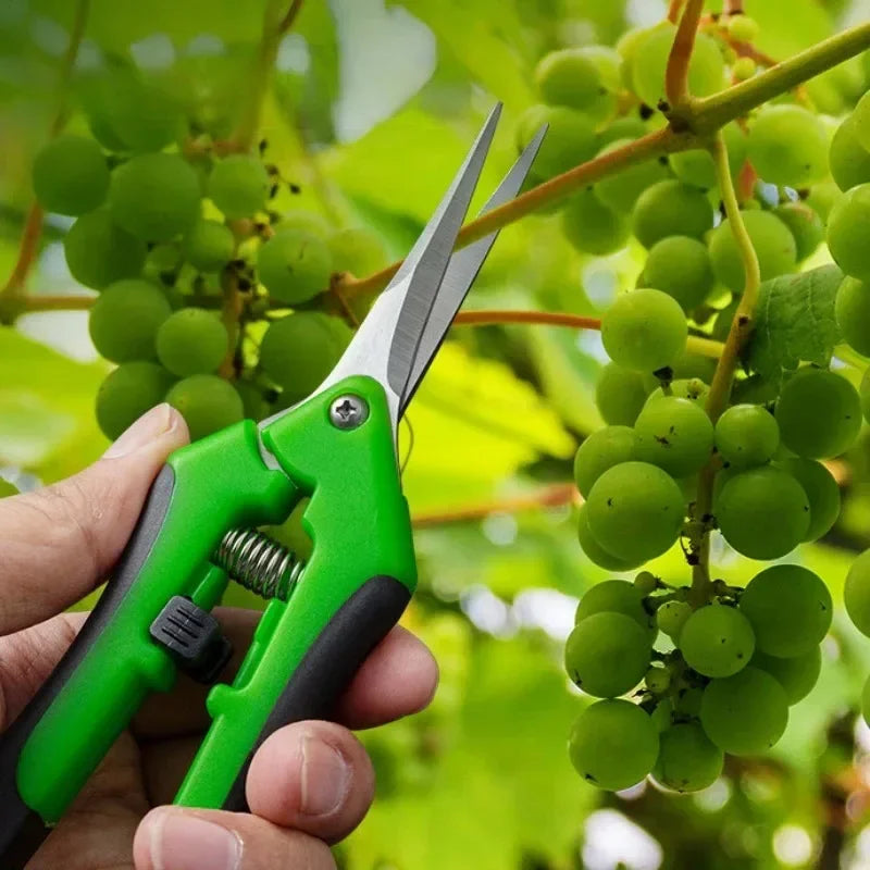 Hand holding green pruning shears near a cluster of green grapes, surrounded by leaves. The shears are positioned to cut, highlighting gardening in a vineyard setting.