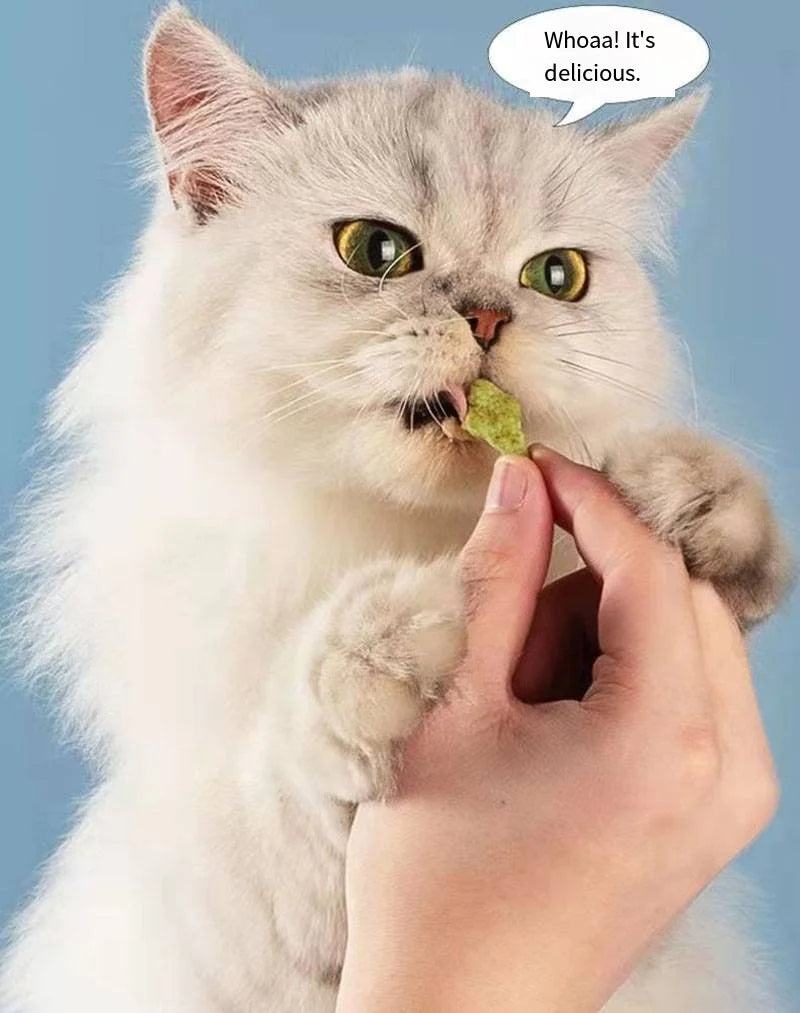 A fluffy white cat enjoys a treat held by a person's hand. The cat looks excited, with a speech bubble saying, "Whoa! It's delicious." The background is a solid light blue.