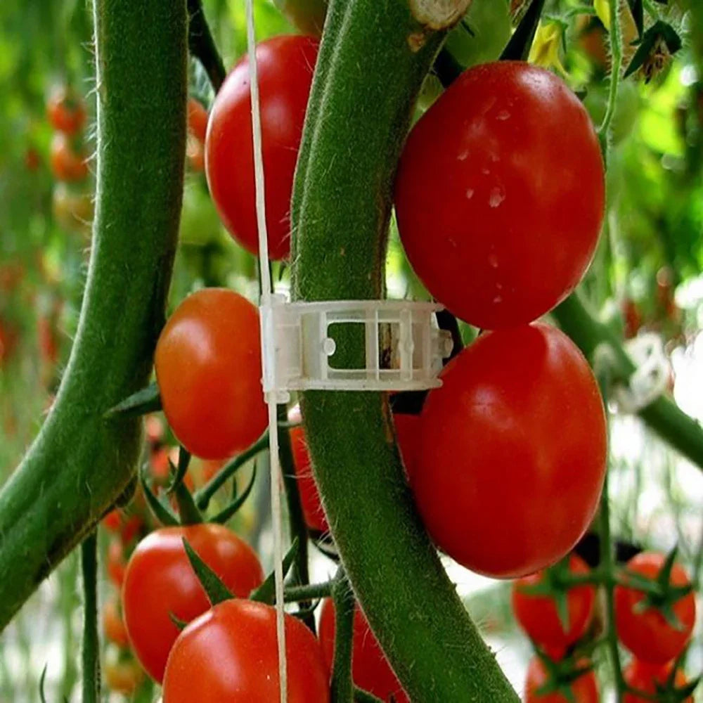 Close-up of ripe red tomatoes growing on green vines. A plastic clip supports the stems, with a blurred background of more tomatoes and foliage.