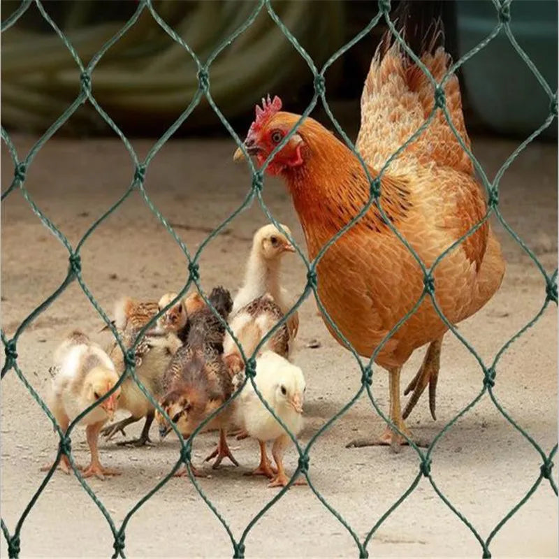 A hen and her chicks are seen behind green wire fencing. The hen is orange-brown, and the chicks, varying in color, are gathered closely, suggesting protection and care.
