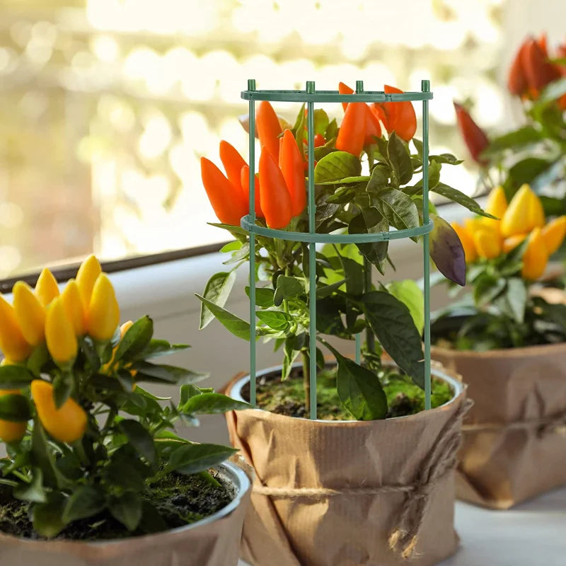 Potted chili plants with vibrant yellow and orange peppers, supported by green cages, sit on a sunlit windowsill. The pots are wrapped in brown paper with twine.