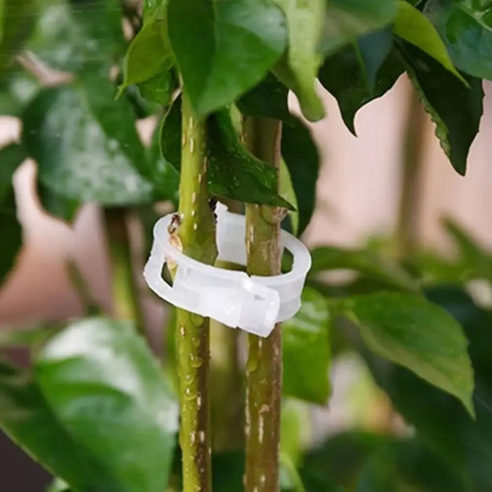 A close-up of a plant stem secured to a support using a white plastic clip. The leaves are green and glossy, and water droplets are visible on the plant's surface.
