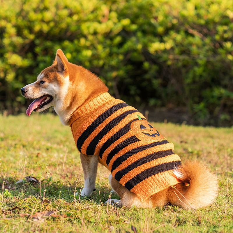 Shiba Inu in an orange and black striped sweater with a pumpkin design sits on grass in front of bushes. The dog has its tongue out, enjoying the outdoor setting.