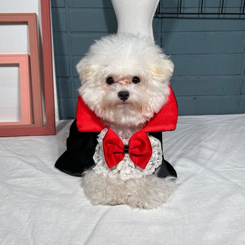 Fluffy white puppy dressed as a vampire in a black cape with a red collar and bow tie, sitting on a white surface against a teal brick wall.