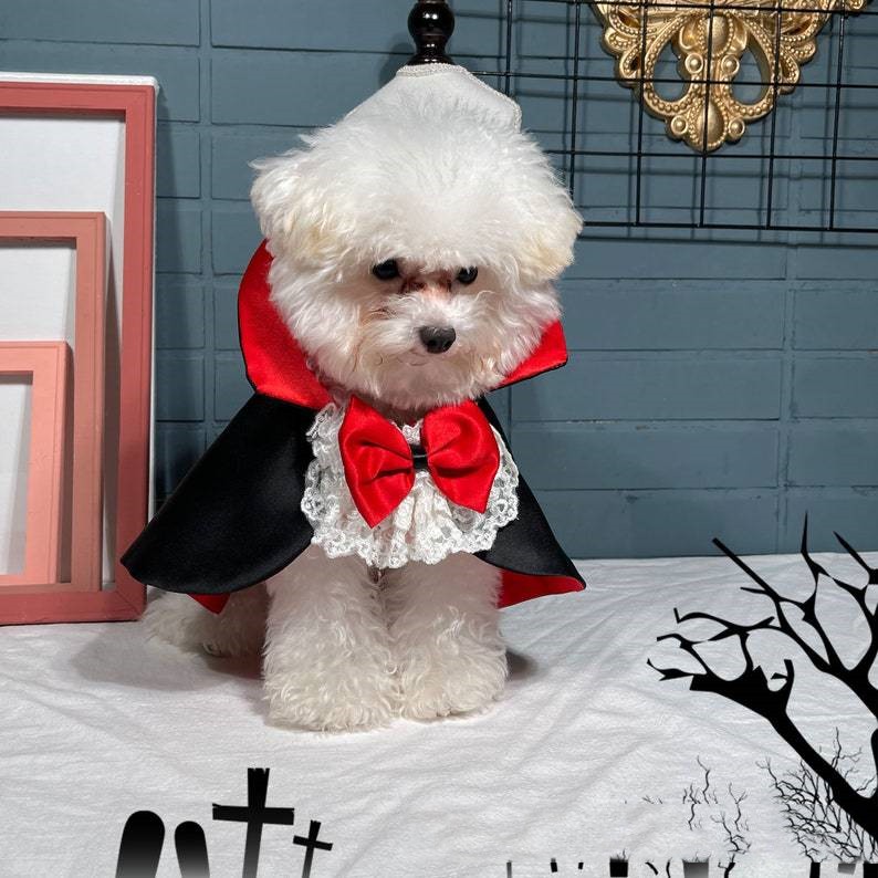 Fluffy white dog dressed as a vampire with a black cape, red collar, and red bowtie, sitting on a white surface indoors. Halloween-themed decor surrounds the scene.