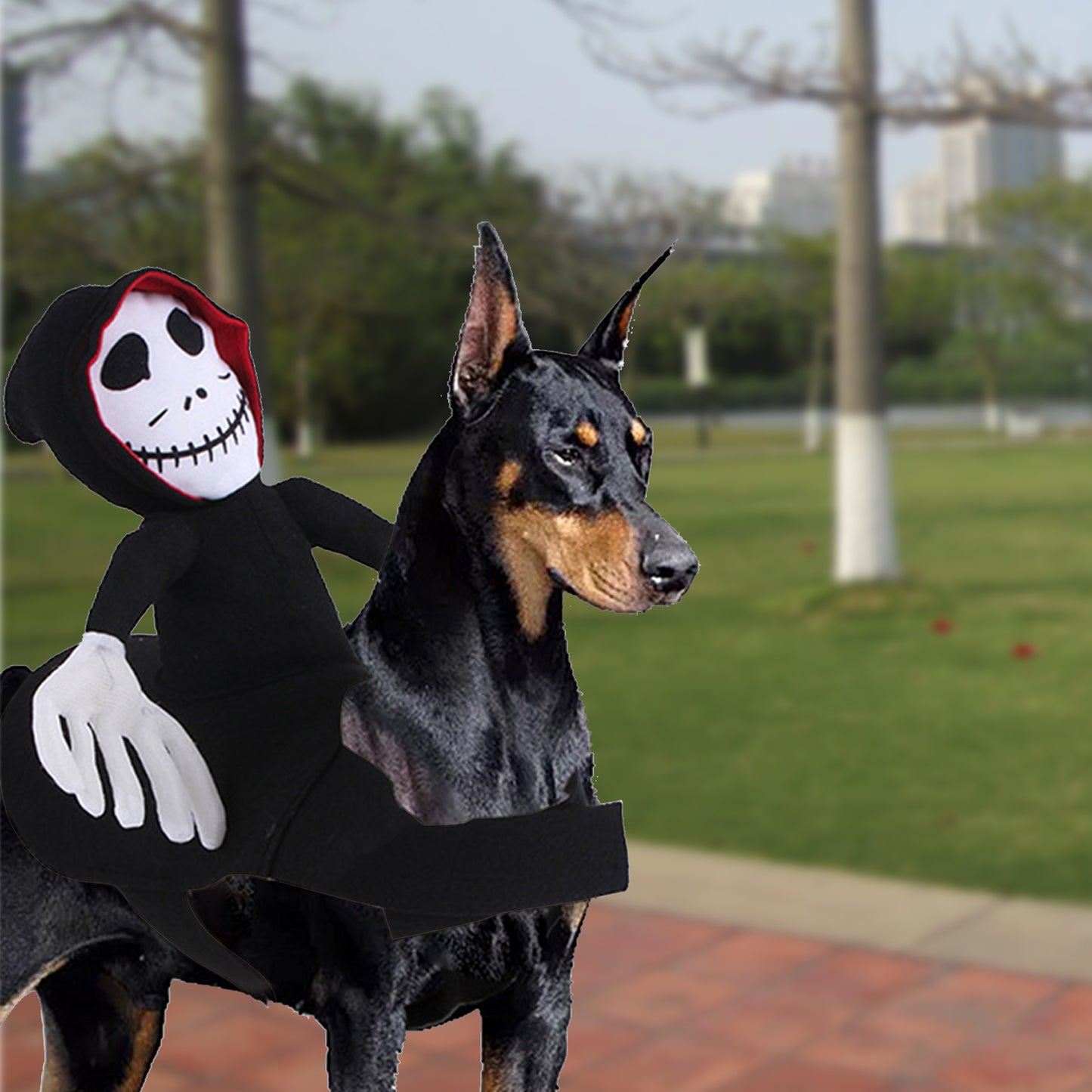 A Doberman wears a playful skeleton rider costume in a park, with trees and buildings blurred in the background under a clear sky.