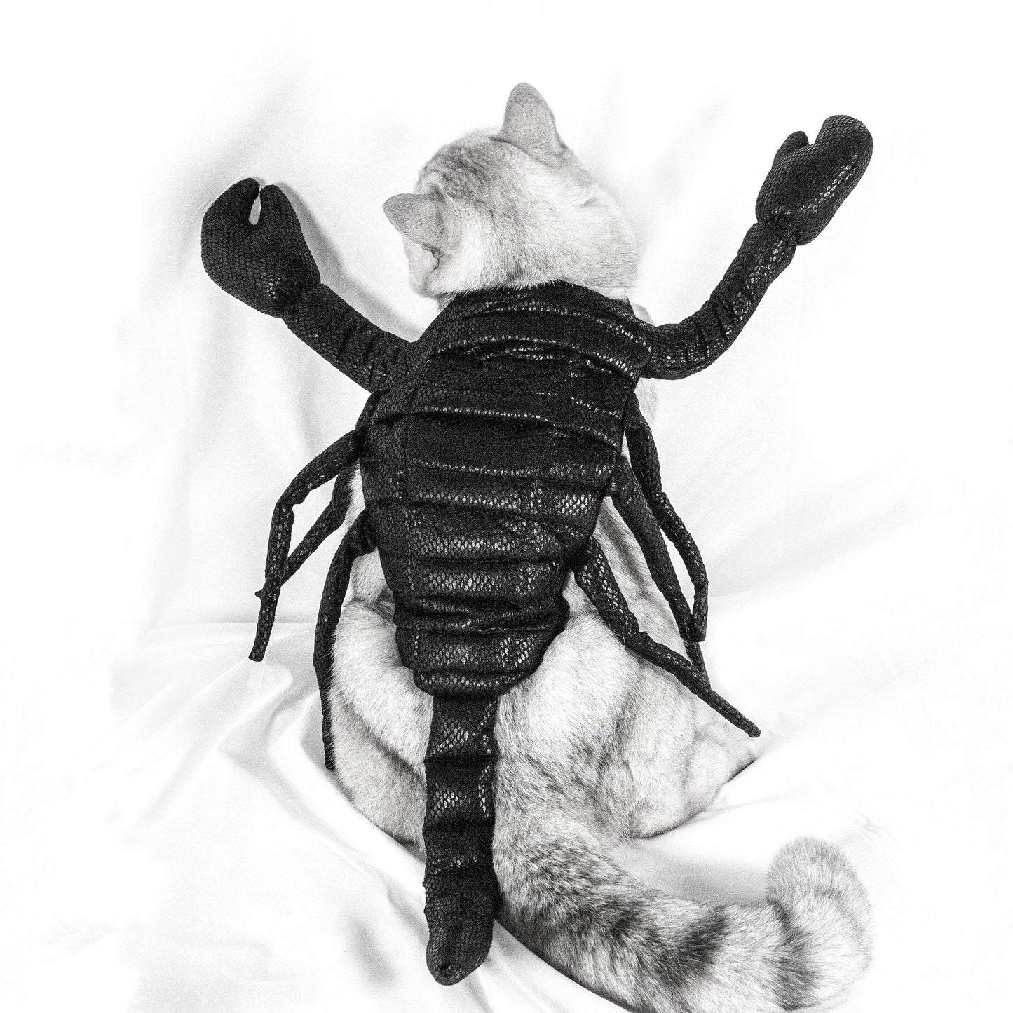 A cat sits with its back to the camera, wearing a black scorpion costume featuring pincers and a tail, against a plain white background.
