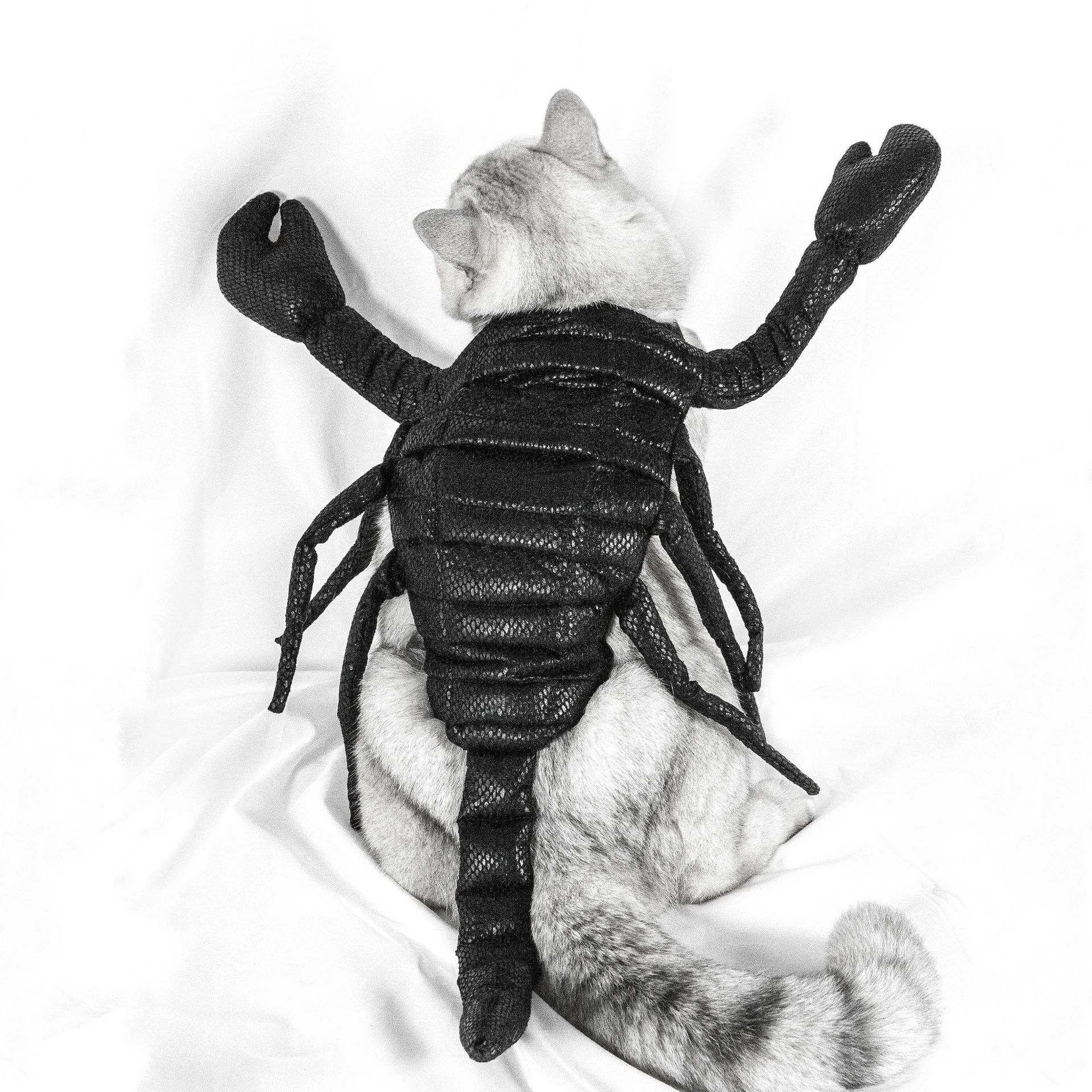 A cat sits with its back to the camera, wearing a black scorpion costume featuring pincers and a tail, against a plain white background.